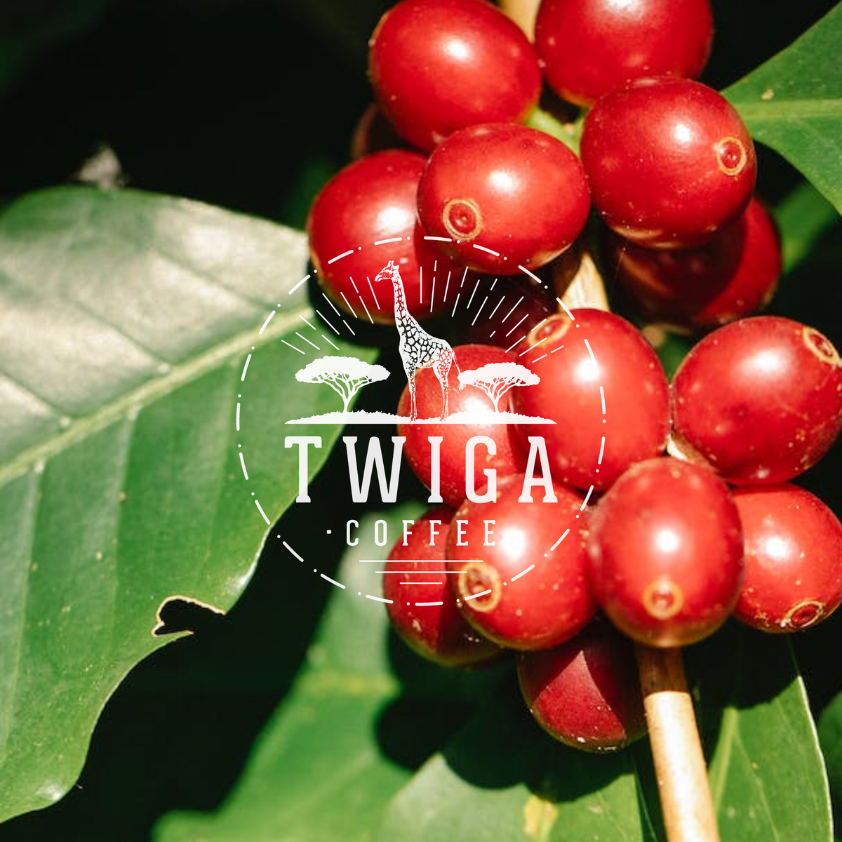 The Rich History of Yirgacheffe Coffee From Ancient Origins to Modern