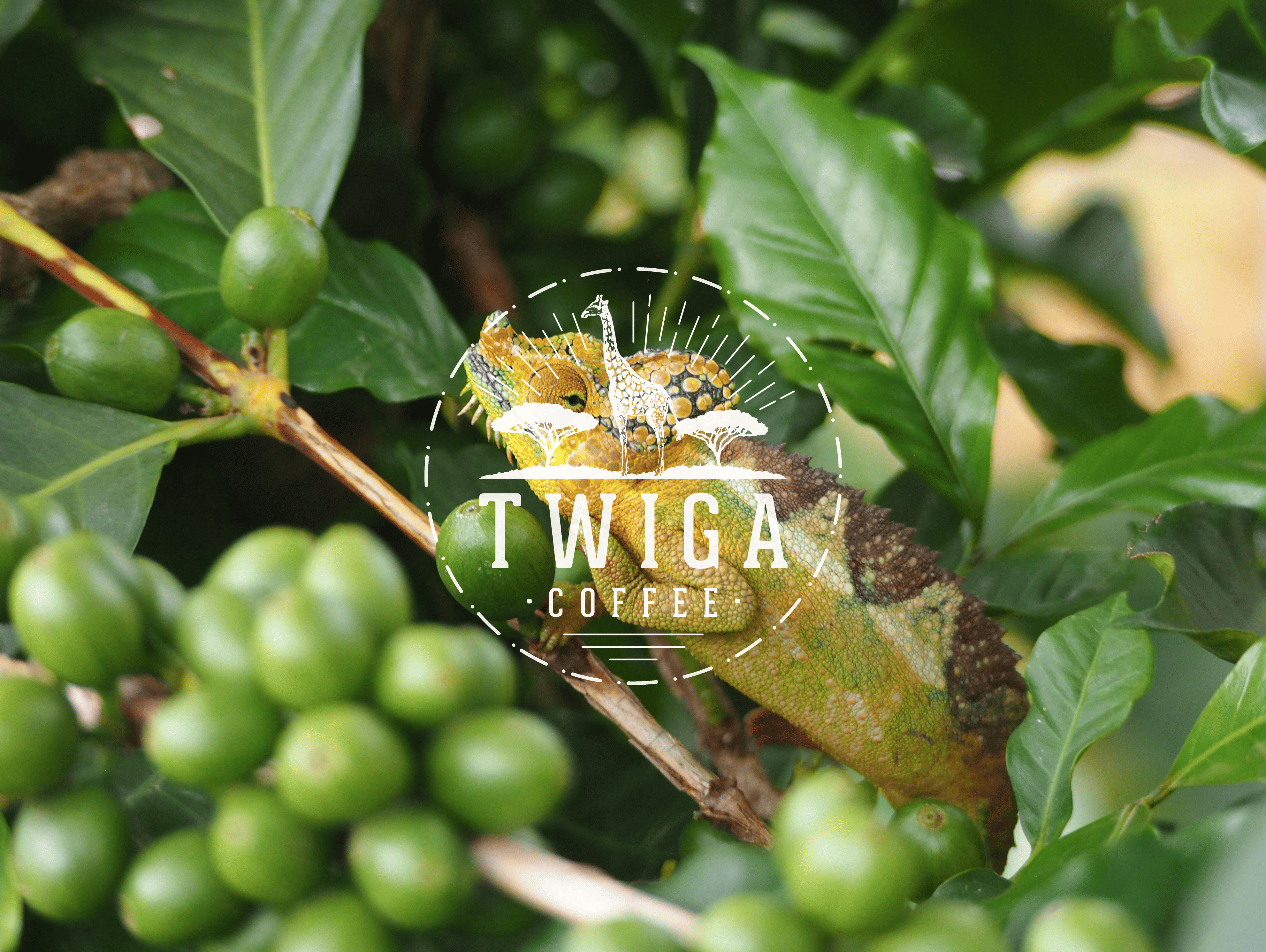 Coffee & Conservation: How Your Daily Brew Protects Wildlife