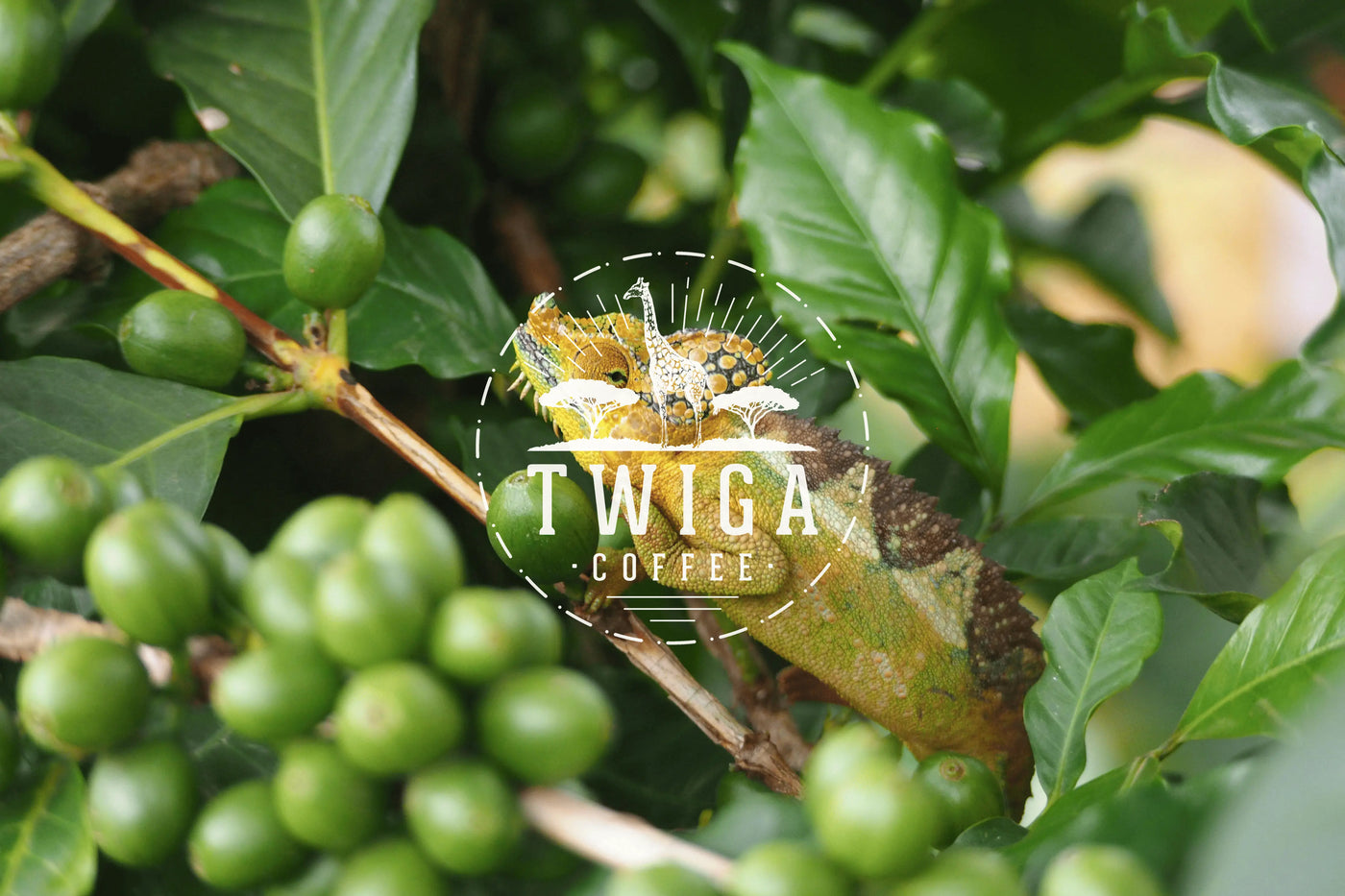 A chameleon resting on a coffee branch among unripe green coffee cherries.