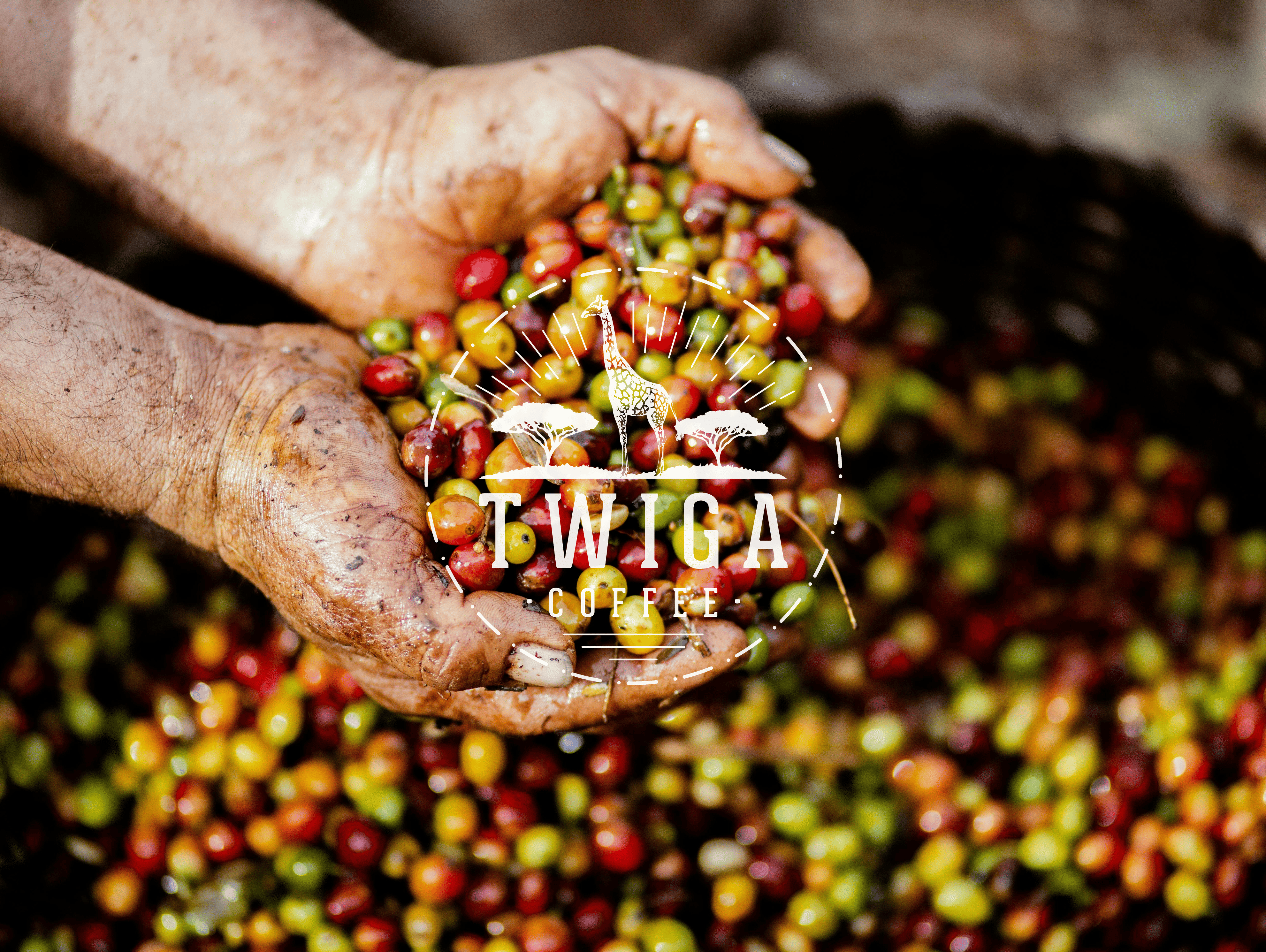 Organic vs Conventional Coffee: What’s in Your Cup?