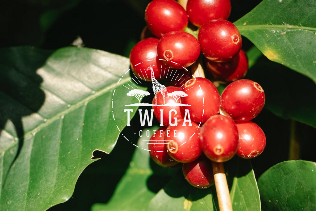 The Rich History of Yirgacheffe Coffee: From Ancient Origins to Modern Twiga Coffee Delights