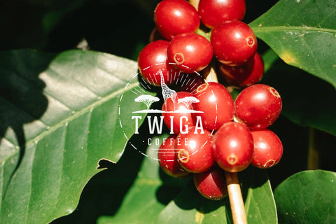 The Rich History of Yirgacheffe Coffee