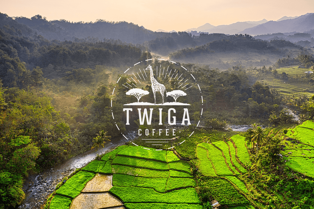 Rwanda Coffee: A Taste of Excellence