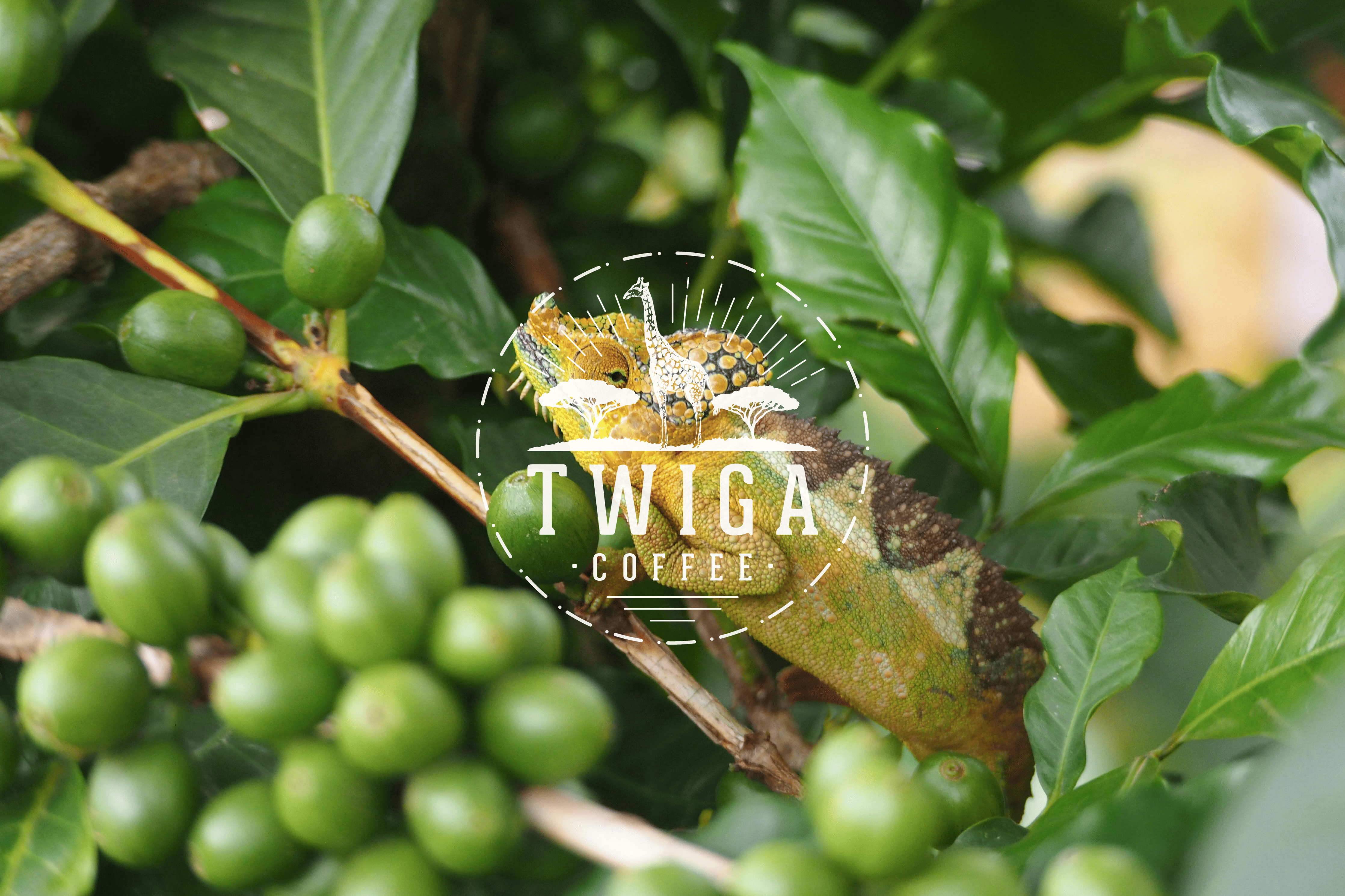 Coffee & Conservation: How Your Daily Brew Protects Wildlife