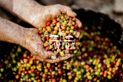 A farmer holding a double handful of freshly picked red, yellow and green coffee cherries.
