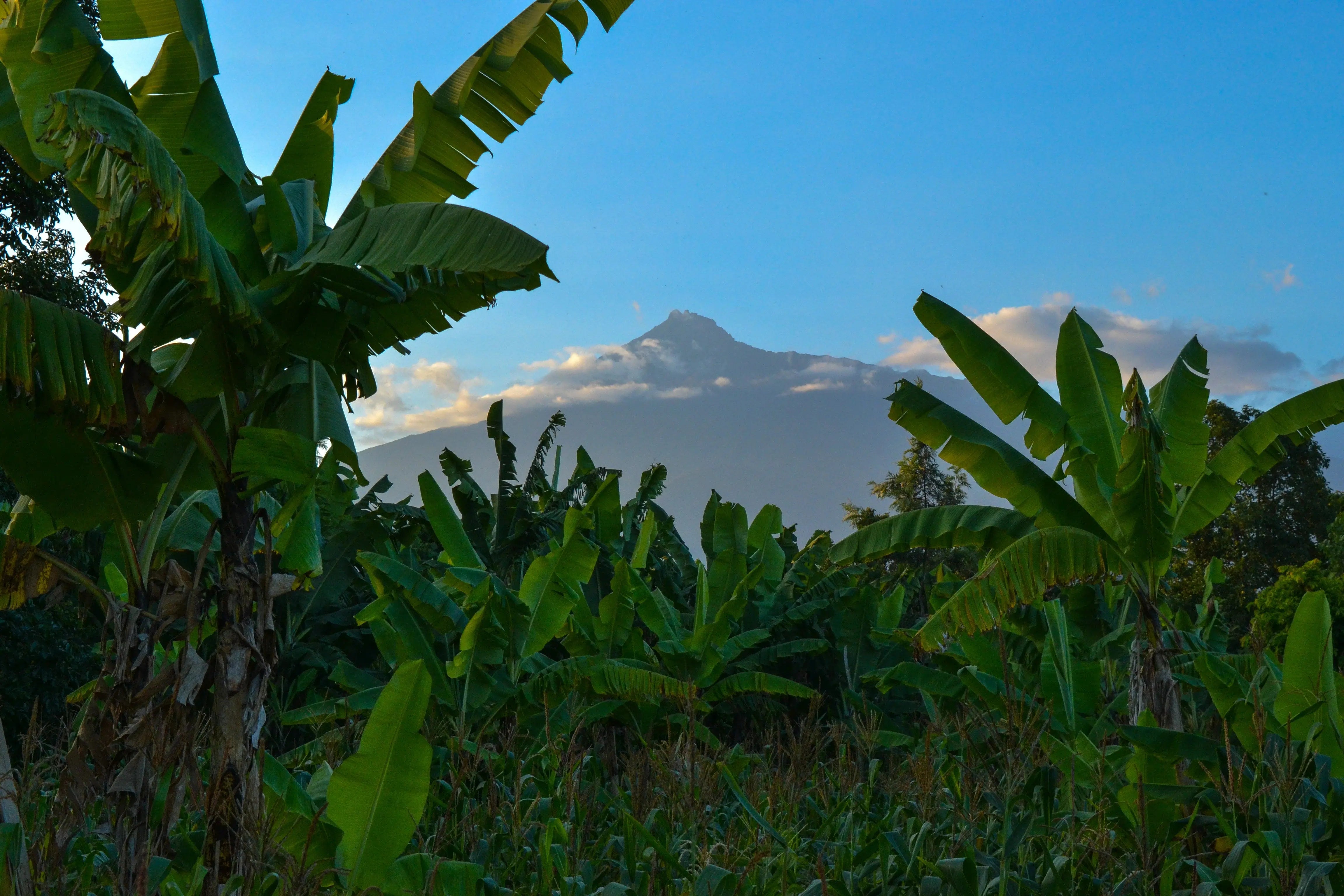 Rwandan Coffee