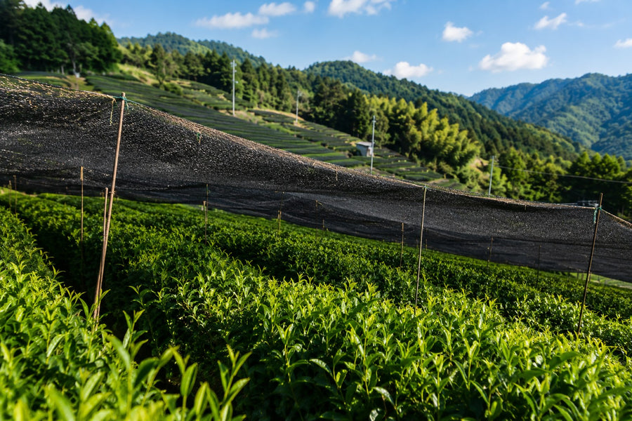 Rows of tea bushes on a hillside with black shade covers drawn over part of the field