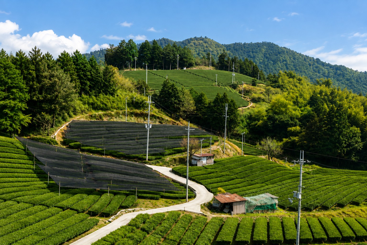 Terraced tea fields on a sunlit hillside, with shade netting drawn over several rows and wooded hills beyond