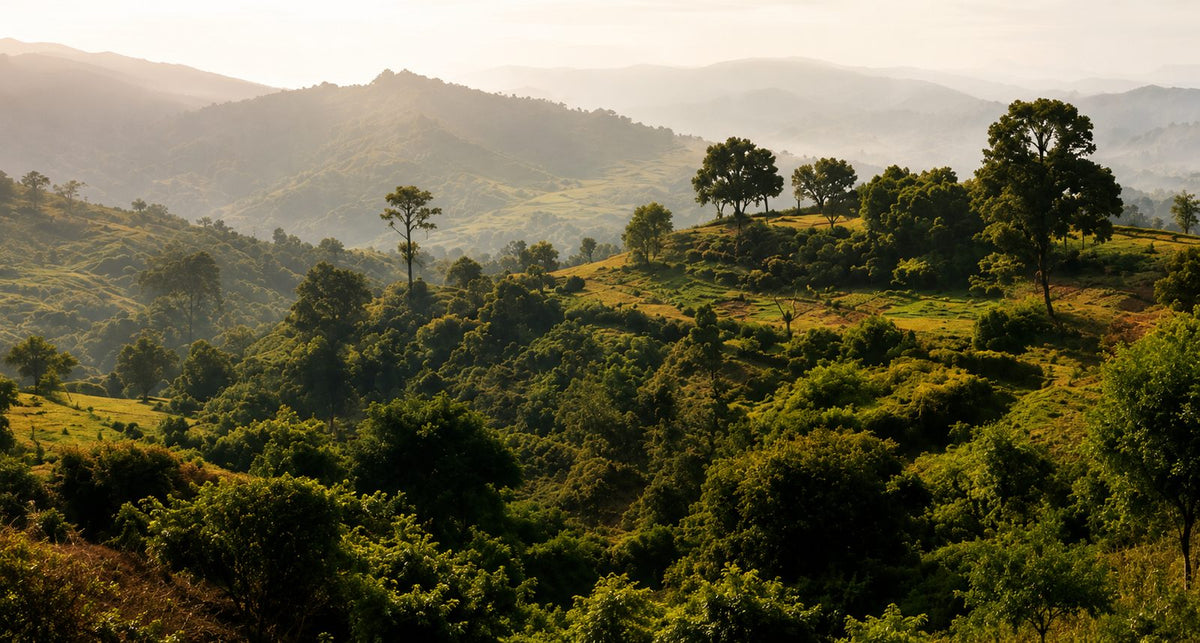 Forested highlands at sunrise, layered ridgelines fading into morning mist