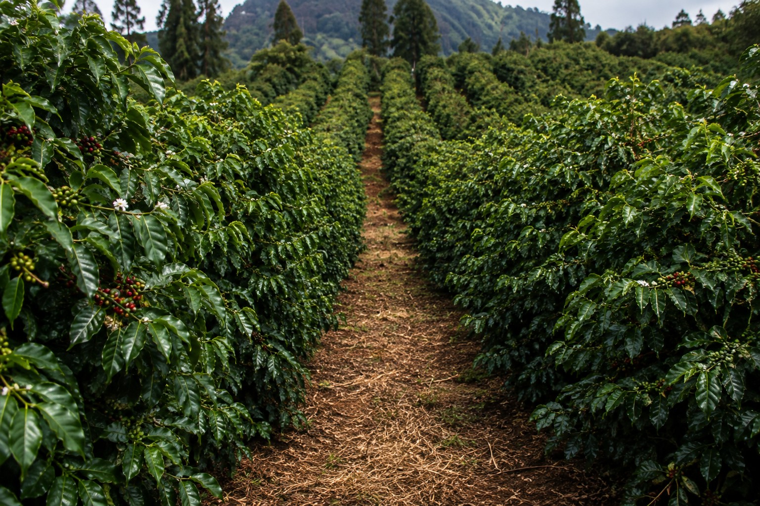 Rows of coffee trees on a highland farm, a bare earth path running between them toward wooded hills