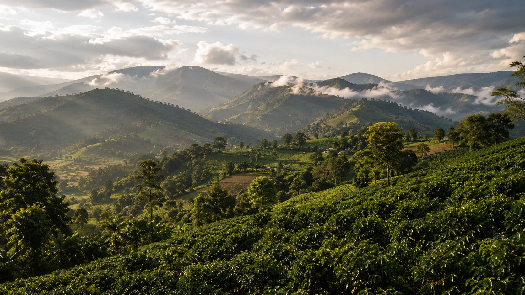 Terraced coffee fields on misty hillsides at sunrise, with mountain ridges beyond