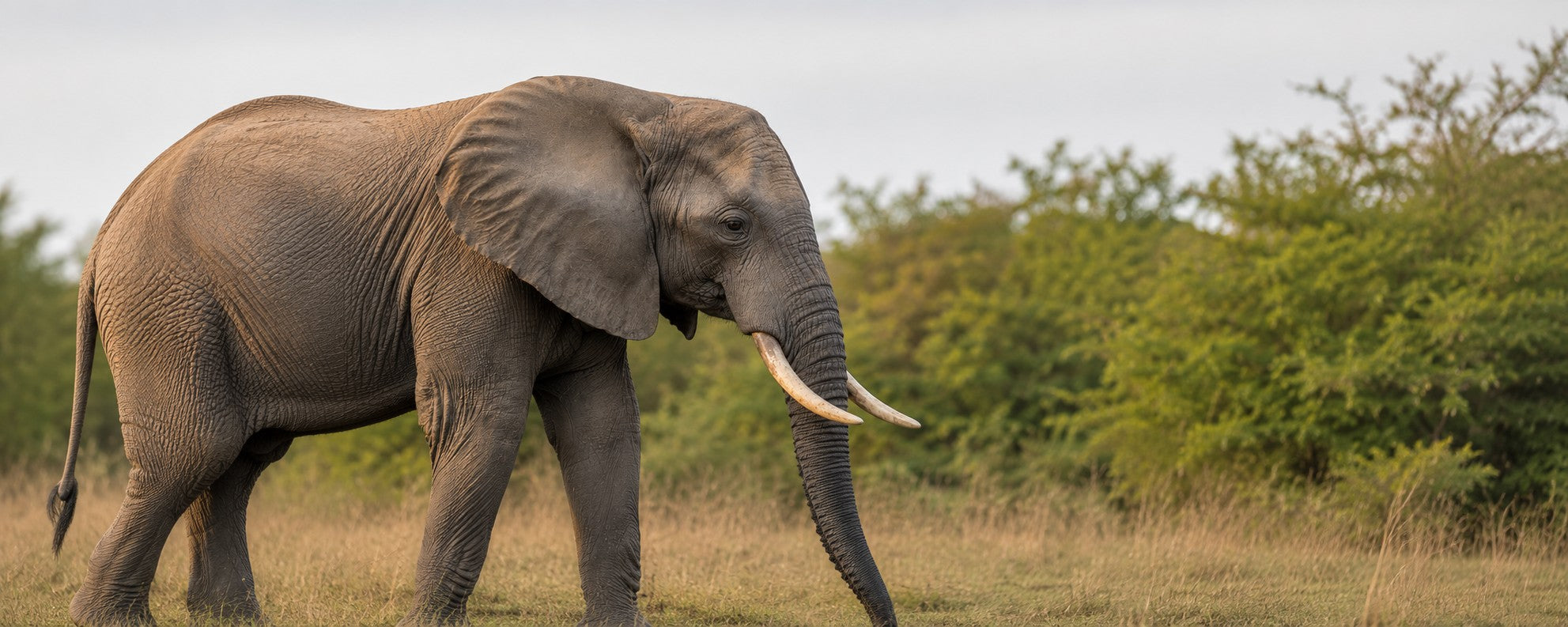 An elephant walking across open savanna grassland at golden hour